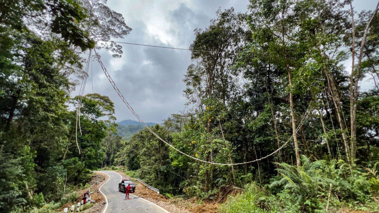 A rope bridge is installed across a stretch of road in the rainforest