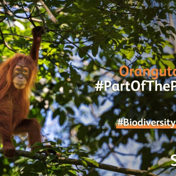 An orangutan in a tree. Text overlaid reads 'Orangutans: #PartOfThePlan #BiodiversityDay
