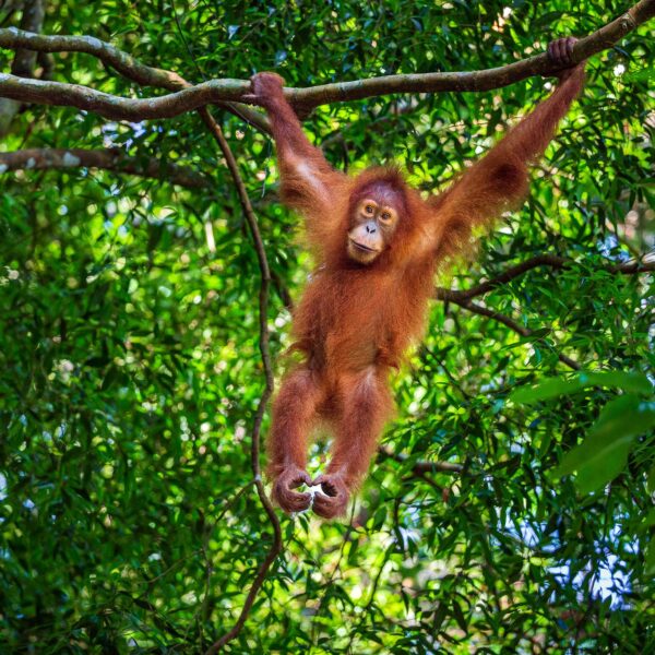 Celebrate wild orangutans with the new Dingbats* x SOS notebook!