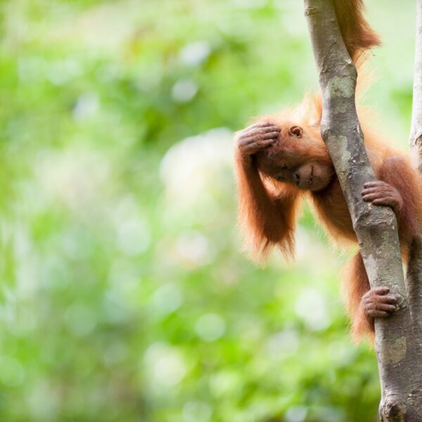 A baby (approx 1 year old) Sumatran orangutan plays in the forest near Bukit Lawang, North Sumatra.