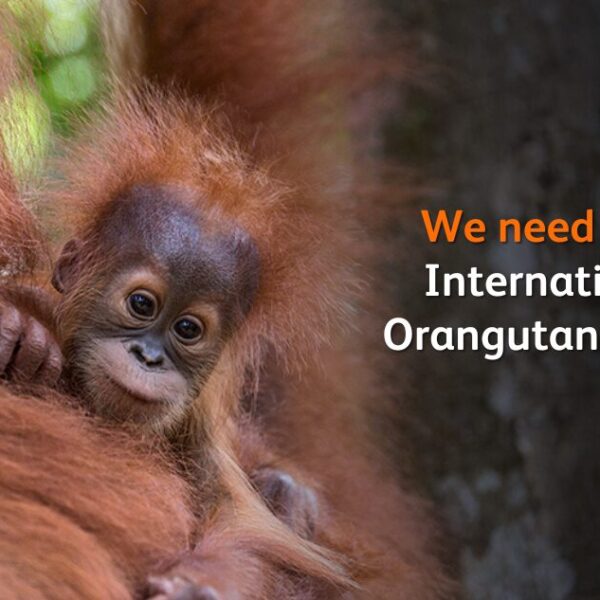 A baby orangutan leans over their mother's shoulder, looking towards the camera. The text says 