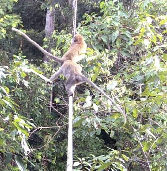 Macaques climb across a canopy bridge rope on hands and feet, taken on a hidden camera trap