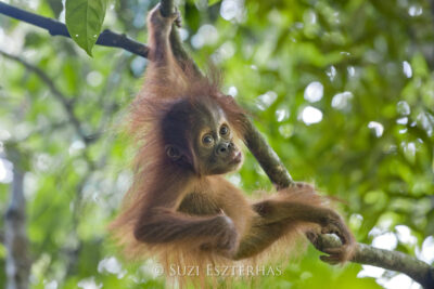 a young orangutan holds onto a brand with hands and feet while pursing his lips into a kiss