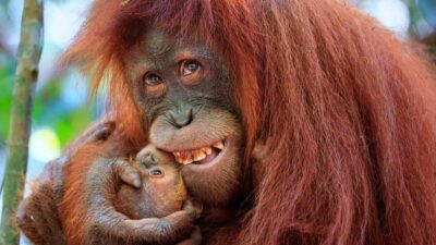 Humans are the only animals with a chin – and now we know why - SOS