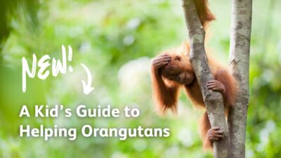 A goofy orangutan holds his head and looks down at the ground, smiling. The text reads: New! A kid's guide to helping orangutans