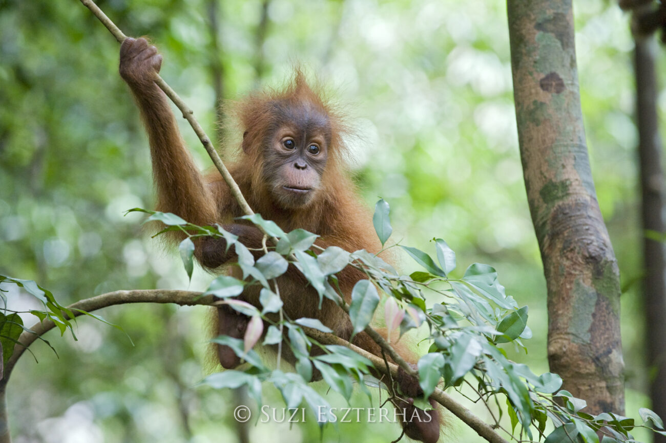 A baby orangutan looks off into the distance while holding onto a thin branch.