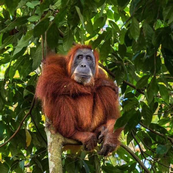 An orangutan sits majestically in a tree, looking down towards the camera with a gentle smile on their face.