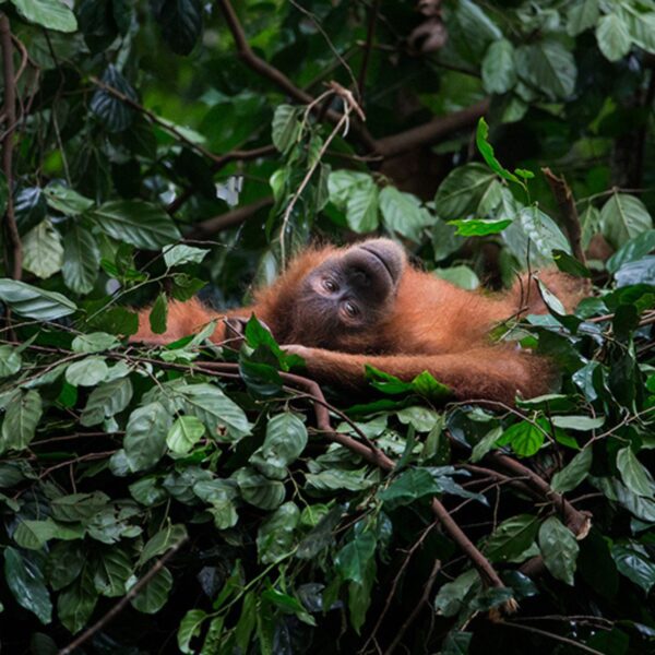 An orangutan lays on their back in a nest. They look relaxed and content.