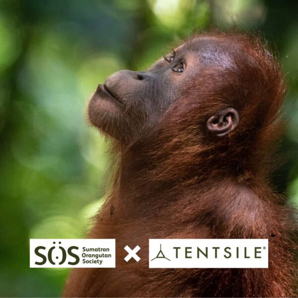 A young orangutan looks up towards the sky, his reddish-brown fur a stark contrast against the green foliage background.