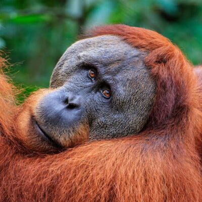 A visually striking male orangutan looks over his shoulder towards the camera, his orange fur in contrast to the green soft focus background.