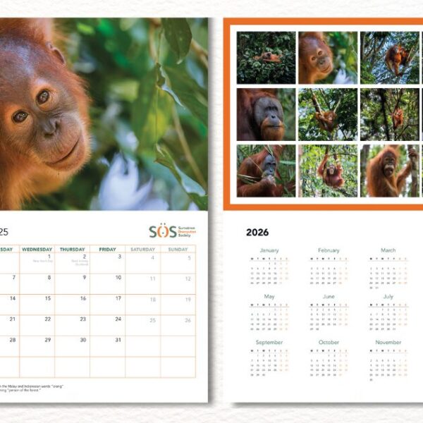 Two examples from the SOS 2025 calendar. The pages show January 2025 with a beautiful orangutan gazing towards the camera. And the last page of the calendar, demonstrating the range of images used.