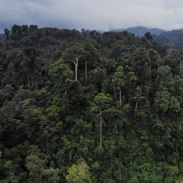 The Rewild Fund
