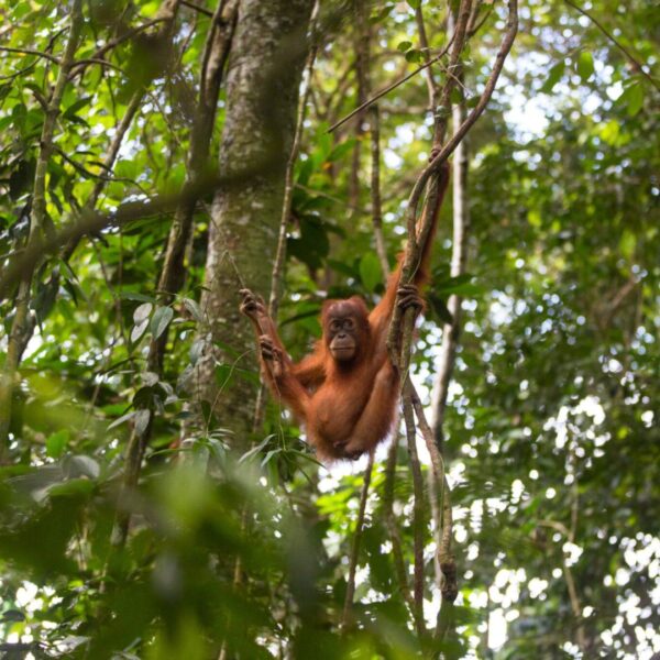 An orangutan is high up in the rainforest canopy, grasping onto branches with all four limbs.