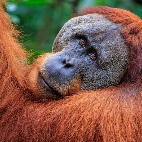 A visually striking male orangutan looks over his shoulder towards the camera, his orange fur in contrast to the green soft focus background.