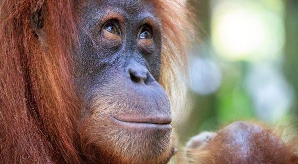 A mother orangutan has a gentle smile on her face, looking up to the sky and holding her baby.