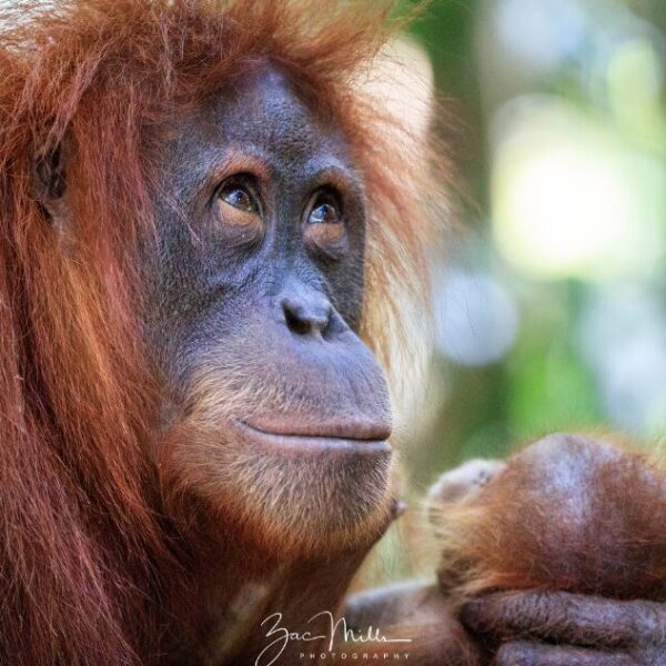 A mother orangutan has a gentle smile on her face, looking up to the sky and holding her baby.