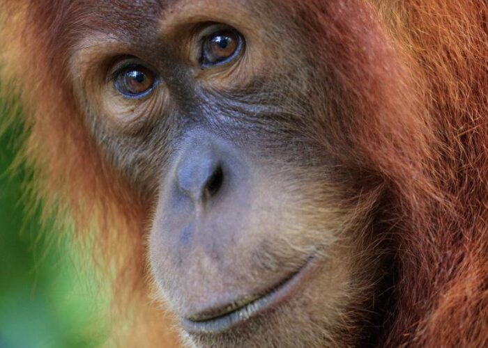 Close up of an orangutan's face as they look directly at the camera