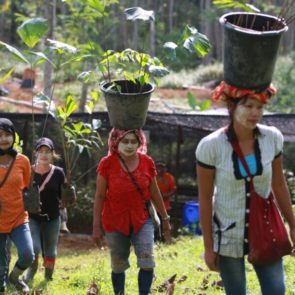 Women carry young trees in pots on their heads, as they walk toward the forest to plant them