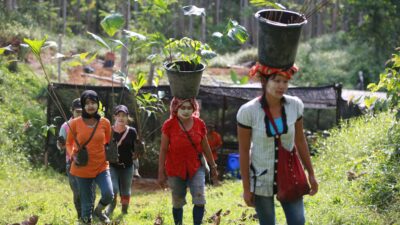 Women carry young trees in pots on their heads, as they walk toward the forest to plant them