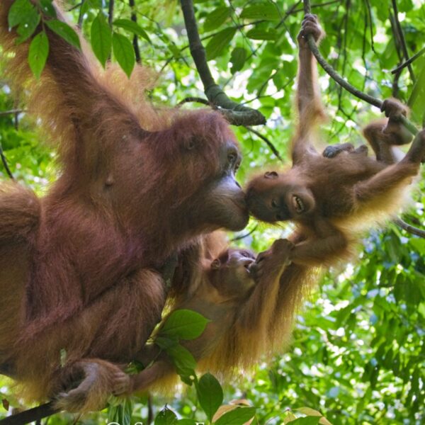 A mother orangutan pulls two infants towards her, as they grab each other and play.