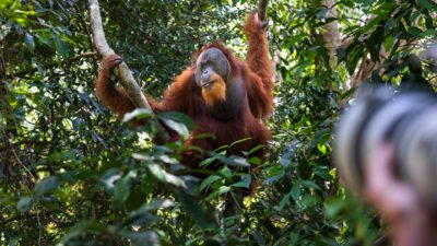 A male Sumatran orangutan looks off into the distance while holding two branches. In the foreground, a blurry camera takes his photo.