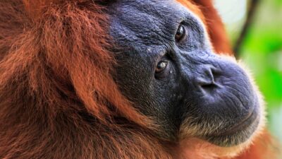 An orangutan gazes intensely over their shoulder, their vibrant red in contrast to the green background