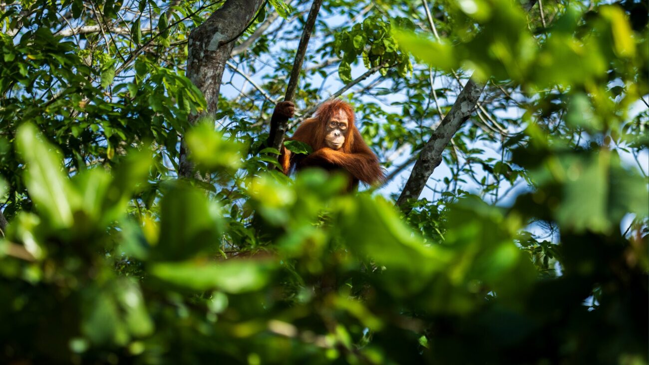 A orangutan peers over the rainforest canopy towards the camera.