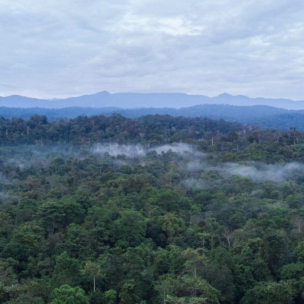 The Sumatran rainforest landscape