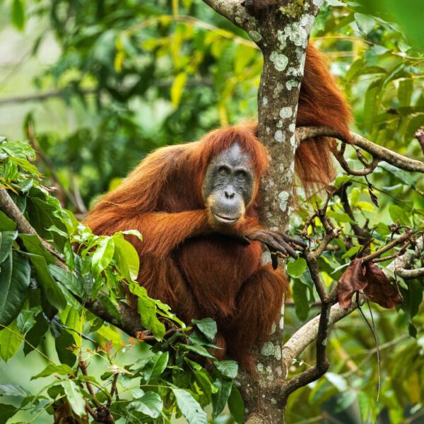 A female orangutan looks thoughtfully towards the camera, her eyes an intense stare and her lips in a gentle smile.
