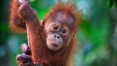 An adorable baby orangutan looks at the camera with a smile on their face.