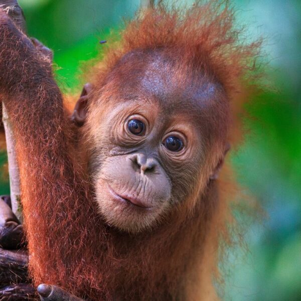 An adorable baby orangutan looks at the camera with a smile on their face.