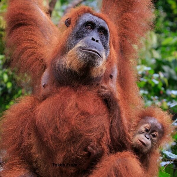 A female orangutan named Pesak looks off into the distance while her baby clings onto her side.