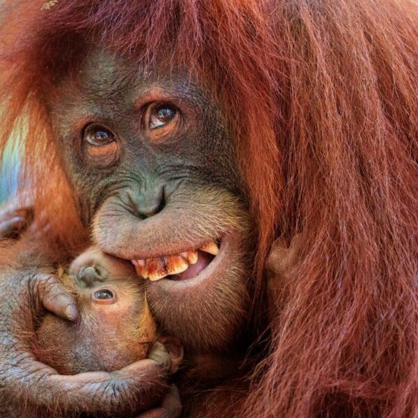 A female orangutan named Wati smiles at the camera, closely clutching her young infant and pressing them against her face.