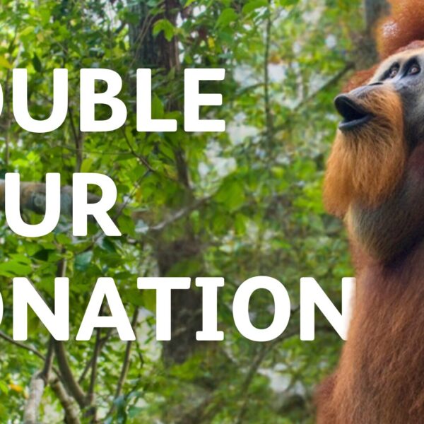 A male orangutan does a long call. The text reads 