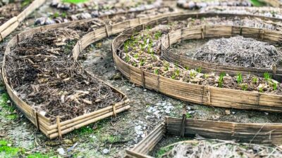 An example of permaculture in action, showing young shoots sprouting.