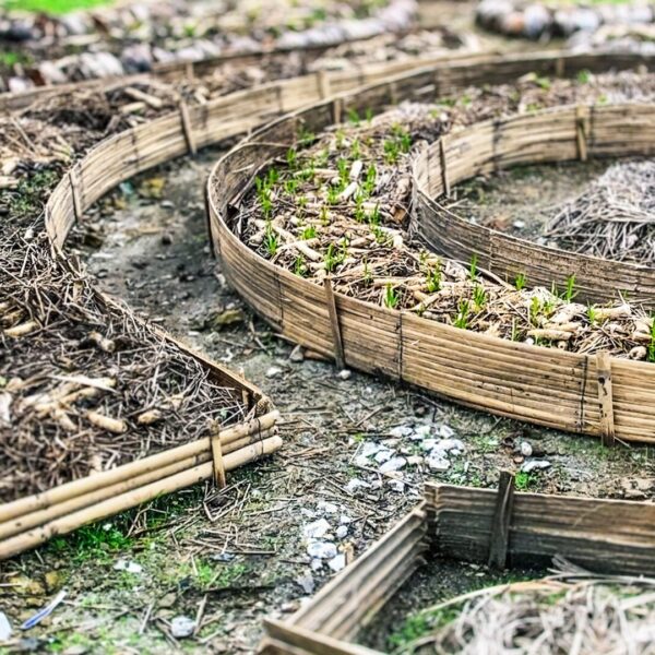 An example of permaculture in action, showing young shoots sprouting.