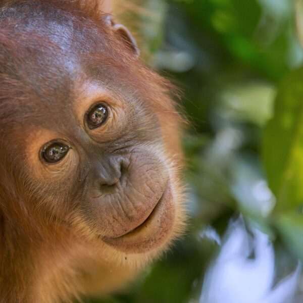 A young orangutan looks towards the camera, their eyes glinting and a calm smile on their face.