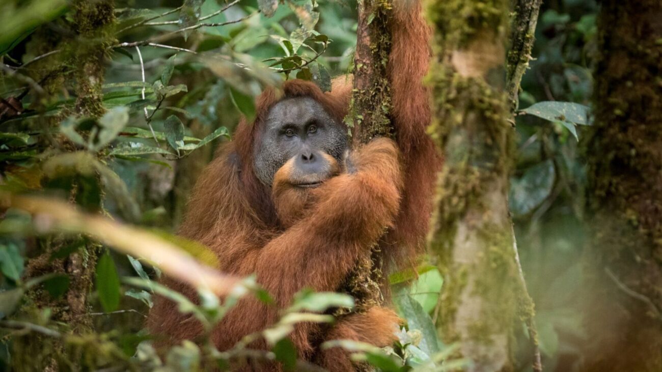A photo of the rare Tapanuli orangutan, the world's most endangered ape