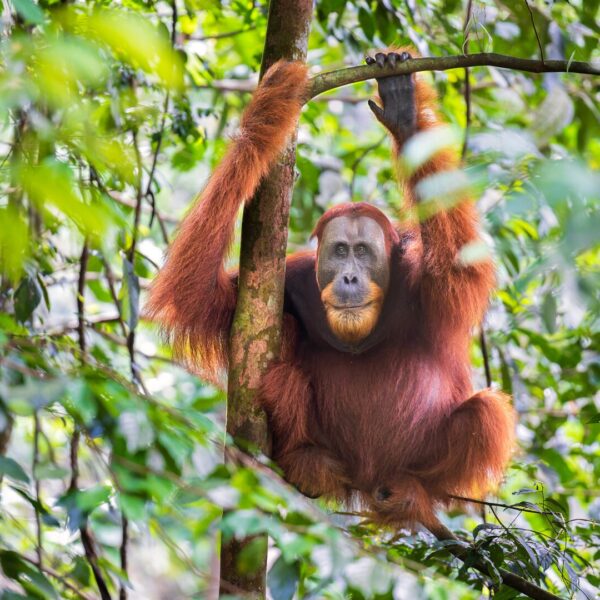 A male orangutan looks towards the camera. He is sat in a tree, his arms above his head as he holds a branch. He has a gentle smile on his face.