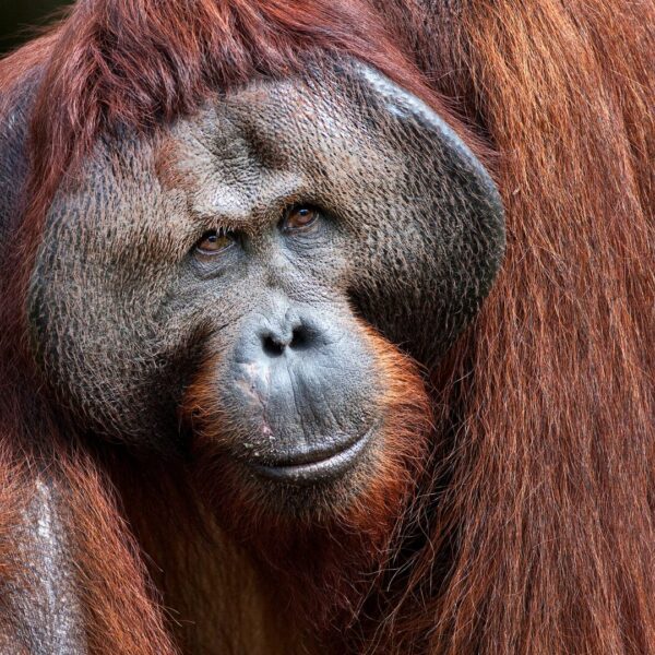 A male Bornean orangutan is hunched over, walking through the forest.