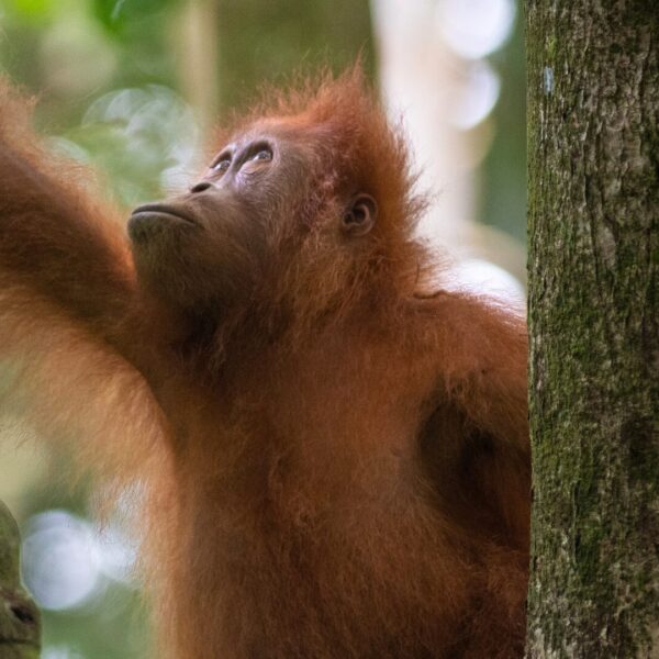 An orangutan looks up the trees overhead, reaching out with his arm.