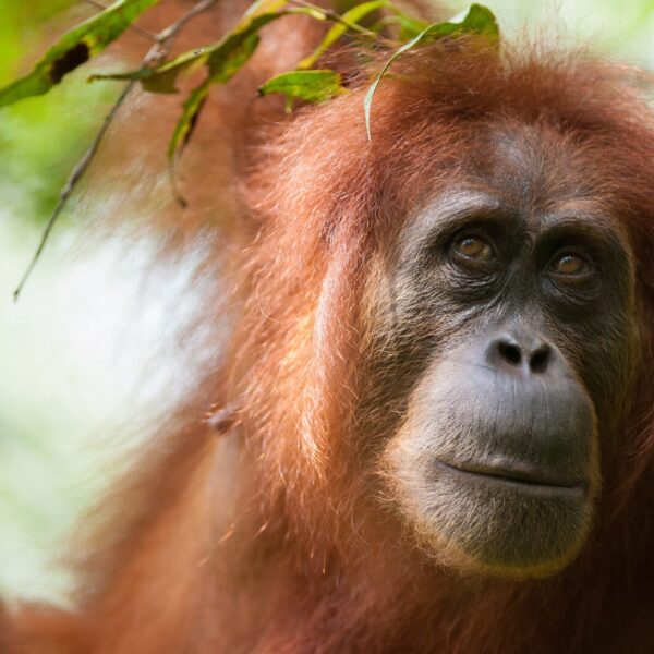 A female orangutan looks thoughtfully to one side.