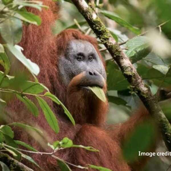 The world's rarest ape - the Tapanuli orangutan