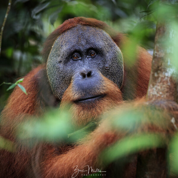 A male orangutan looks directly at the camera, his vivid red hair in contrast to the green surroundings.