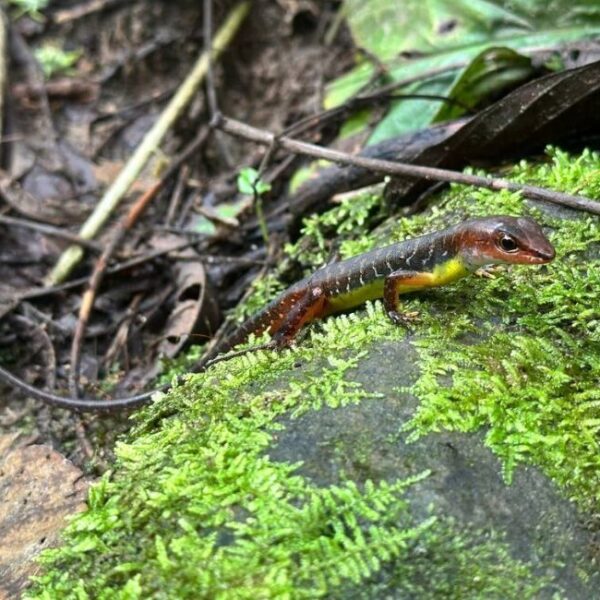 The long-toed forest skink on the forest floor