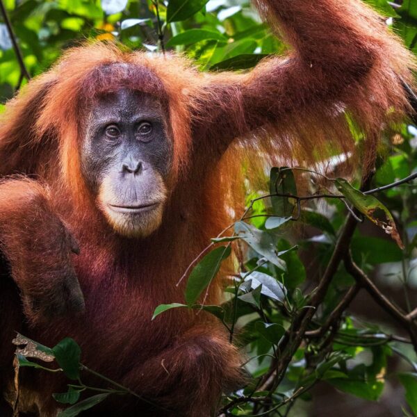 An orangutan peers from a tree