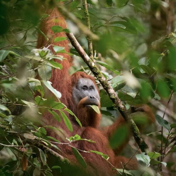 A rare photo of the Tapanuli orangutan - the world's most endangered ape.