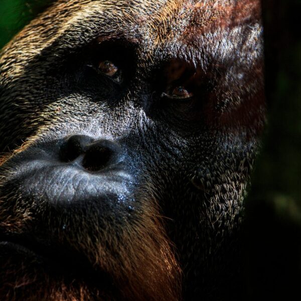 A portrait image of a male orangutan. The image is dark, with the canopy casting shadows across his face.