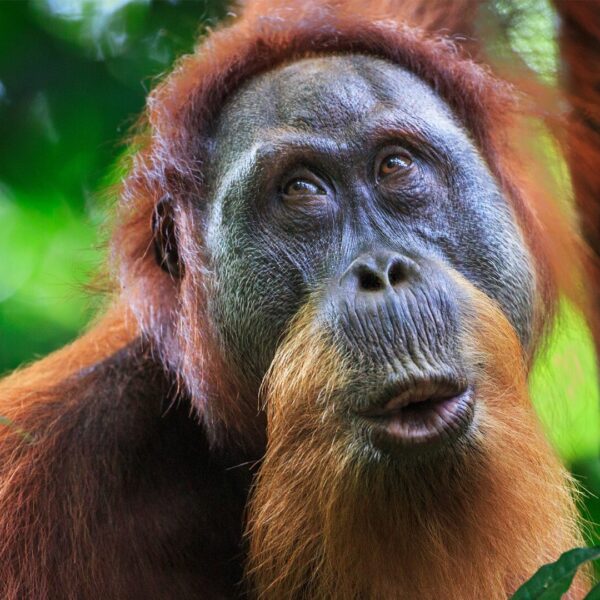 An orangutan gives a call, their lips pursed.
