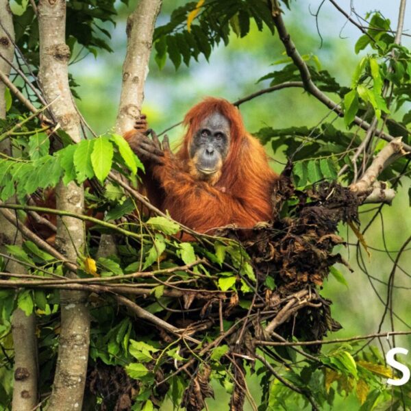 A smiling female orangutan sits in her nest, looking towards the camera.